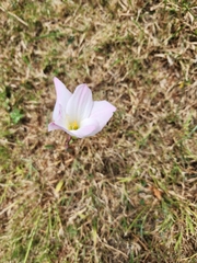 Zephyranthes robusta