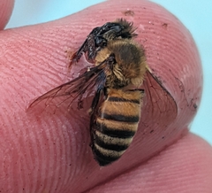 Apis mellifera