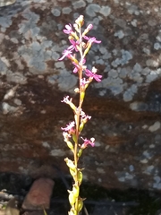 Stylidium graminifolium