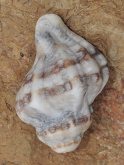 Agnewia tritoniformis