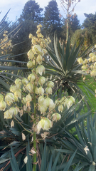 Yucca