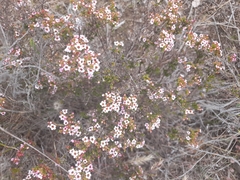 Ericomyrtus parviflora