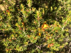 Pultenaea acerosa