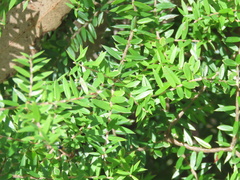 Acrotriche divaricata