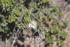 Kunzea pomifera
