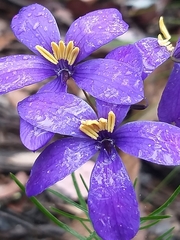 Cheiranthera linearis