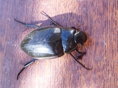 Hydrophilus piceus