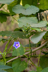 Ipomoea parasitica