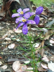 Cheiranthera linearis