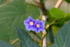 Ipomoea parasitica