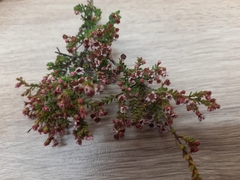 Ericomyrtus serpyllifolia