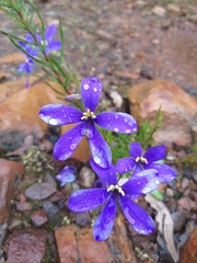 Cheiranthera linearis