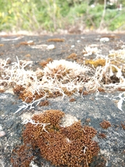 Xanthocarpia feracissima