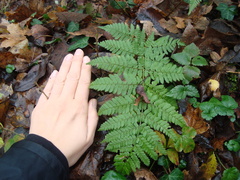 Dryopteris