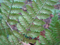 Dryopteris