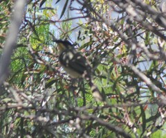 Lichenostomus cratitius