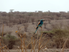 Coracias abyssinicus