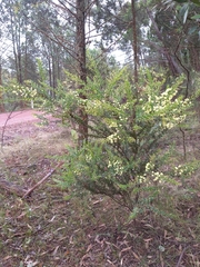 Acacia uncinata