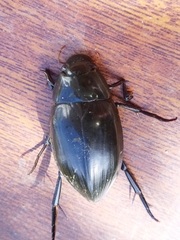 Hydrophilus piceus