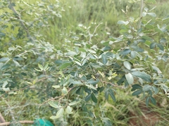 Pithecellobium dulce