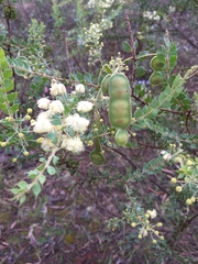 Acacia uncinata