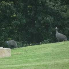 Numida meleagris coronatus