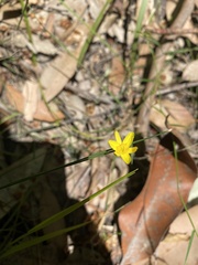 Tricoryne elatior
