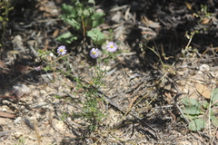 Brachyscome ciliaris