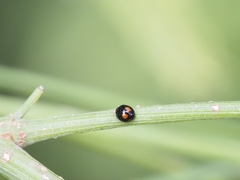 Serangium maculigerum