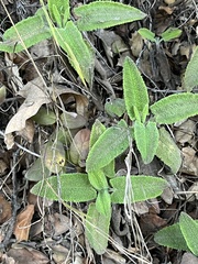 Salvia spathacea