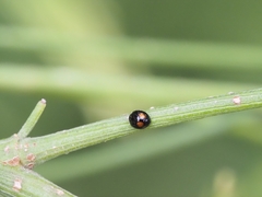 Serangium maculigerum