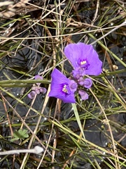 Utricularia beaugleholei