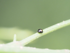Serangium maculigerum