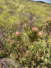 Leucadendron modestum
