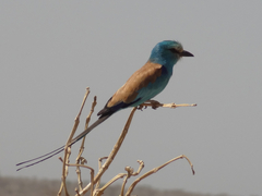 Coracias abyssinicus