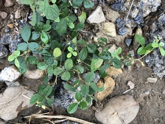 Cajanus scarabaeoides