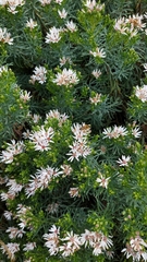 Olearia glutinosa