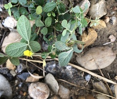 Cajanus scarabaeoides