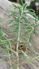 Olearia glutinosa