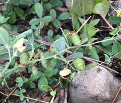 Cajanus scarabaeoides