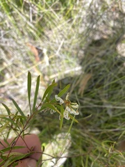 Grevillea linearifolia