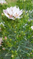Olearia glutinosa