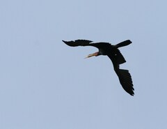 Anhinga rufa rufa
