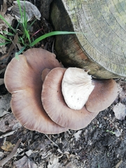 Pleurotus ostreatus
