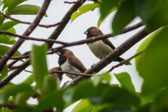 Lonchura leucogastroides