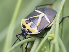 Commius elegans