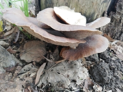 Pleurotus ostreatus