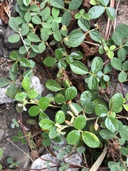 Cajanus scarabaeoides