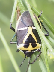 Commius elegans