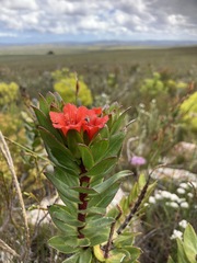 Lobostemon sanguineus